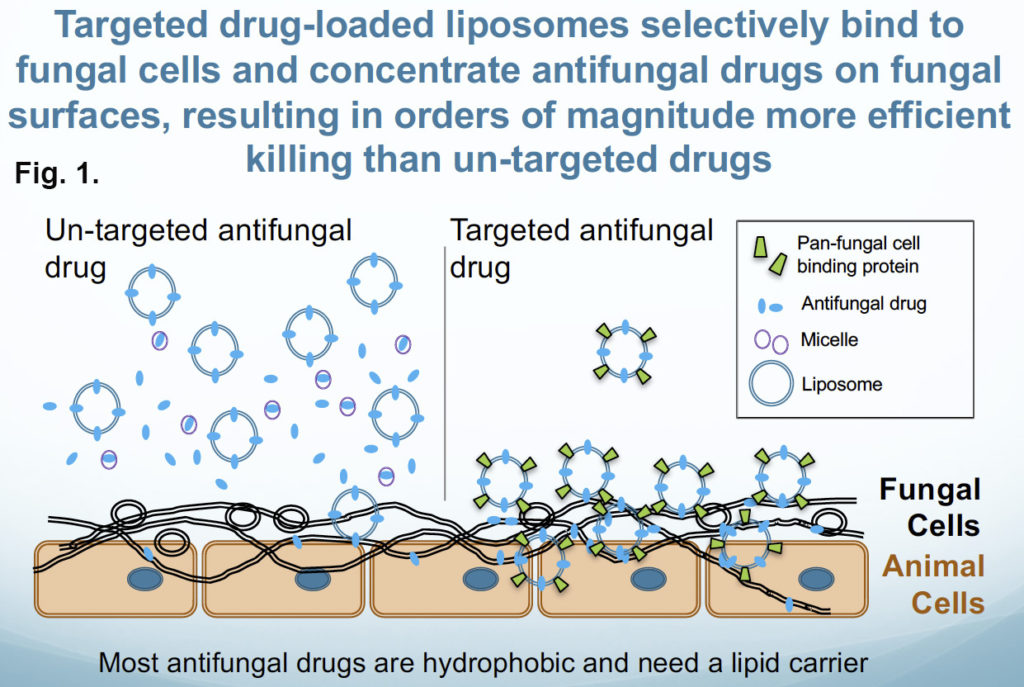 Antifungal Loaded Liposomes