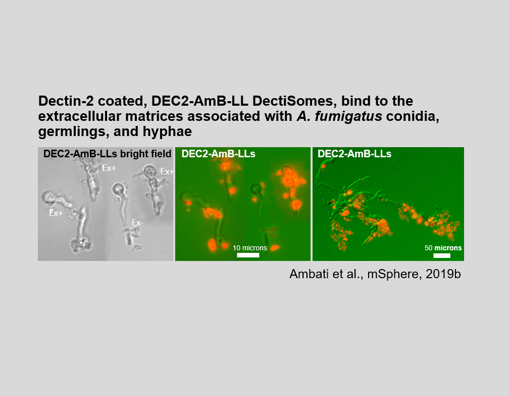 Dectin-2 coated, DEC2-AmB-LL DectiSomes, bind to the extracellular matrices associated with A. fumigatus conidia, germlings, and hyphae